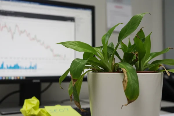 Atlanta Bloom’s 2026 SEO Crisis: 5 Survival Tips